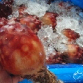 ホヤのさばき方 楽天レシピ ホヤのさばき方 楽天レシピ